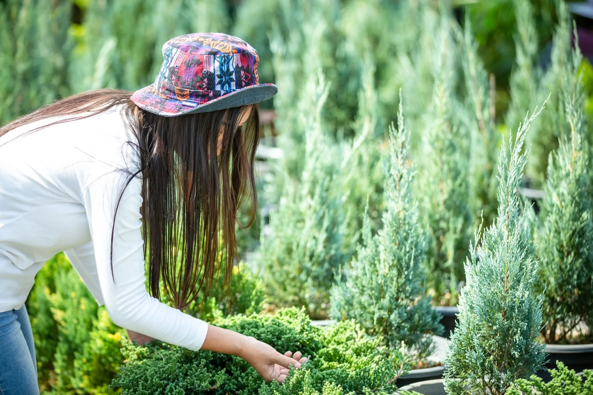 Two garden styles side by side — structured conifer planting vs a general mixed bed