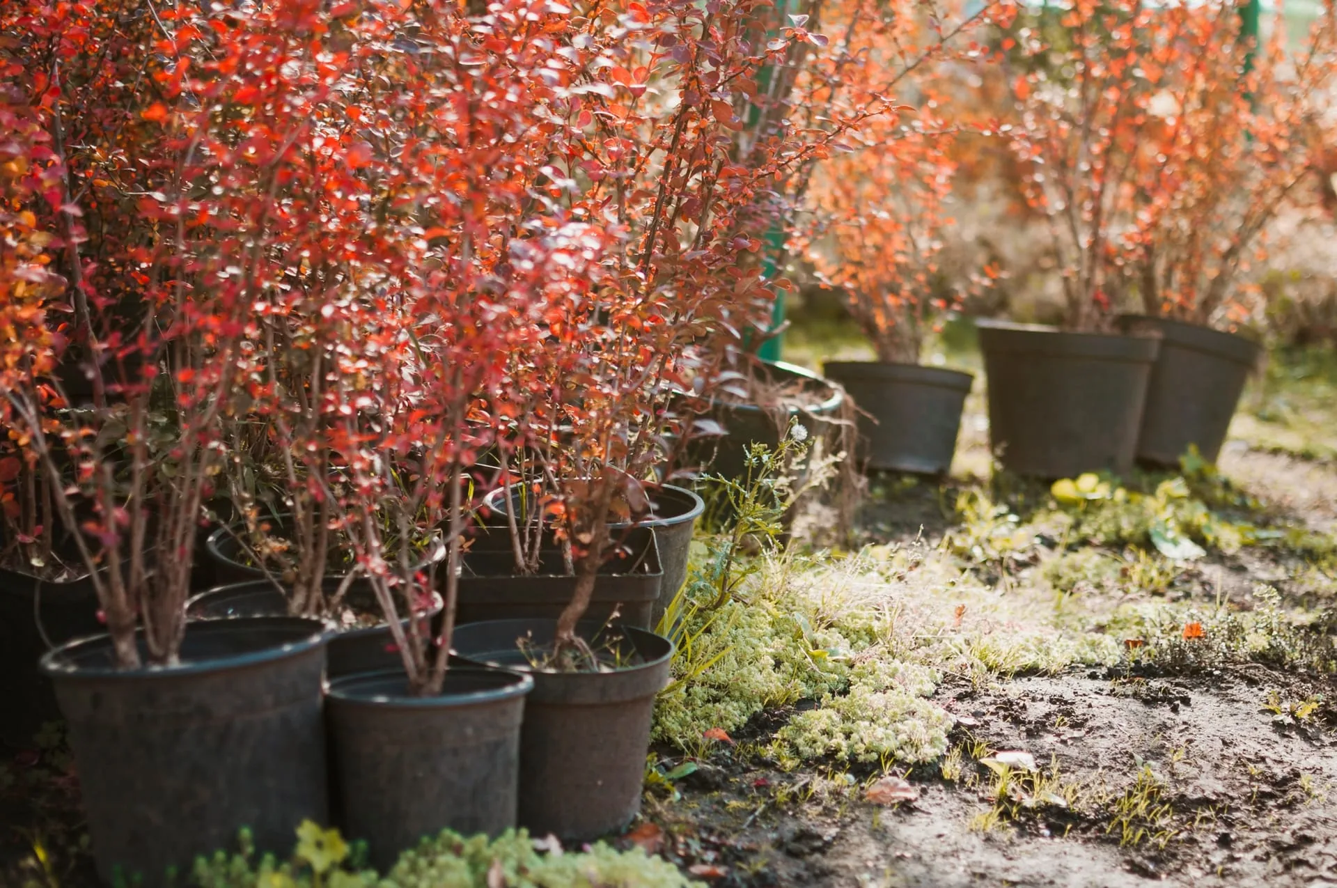 Conifer saplings in a Japanese nursery setting