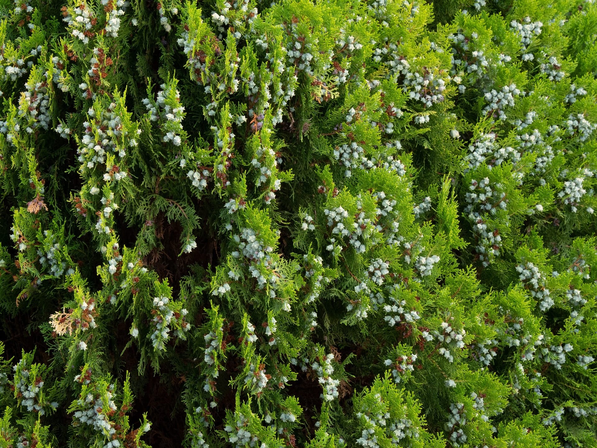 A quiet conifer garden in Japan, morning light