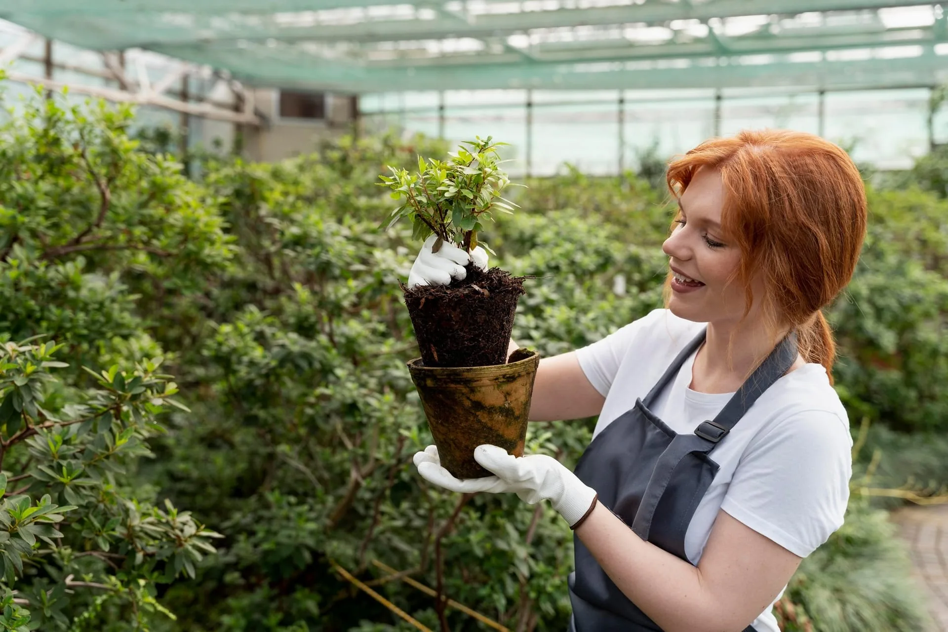 Starter conifer sapling set