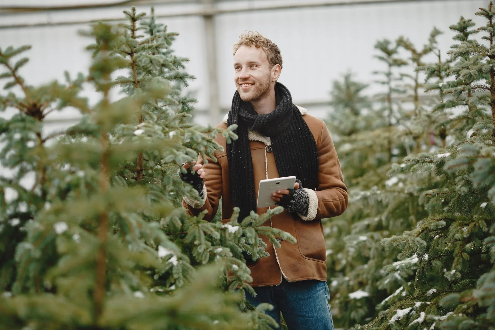 Ornamental shrub and juniper collection